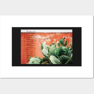 Closeup on Cacti Growing in Front of Shabby Red Wall Shot on Porta 400 Posters and Art